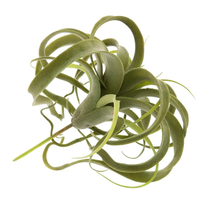 Faux Tillandsia - Medium