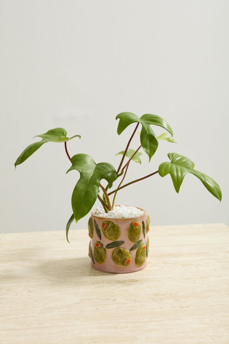 Pots & Planters