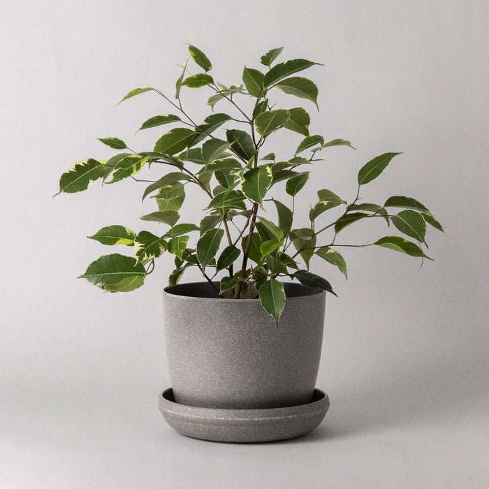 7" Harmony Planter