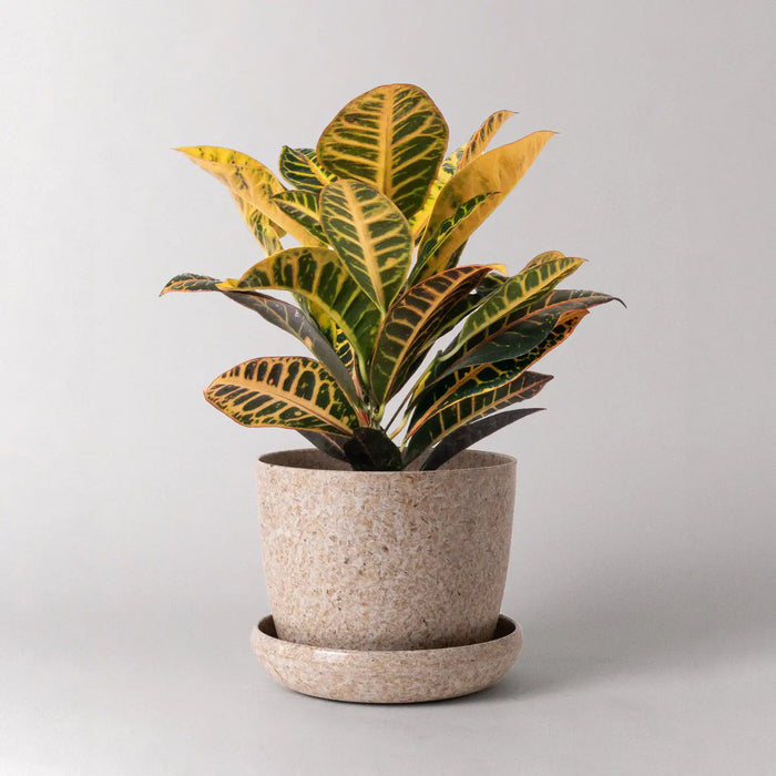 7" Harmony Planter