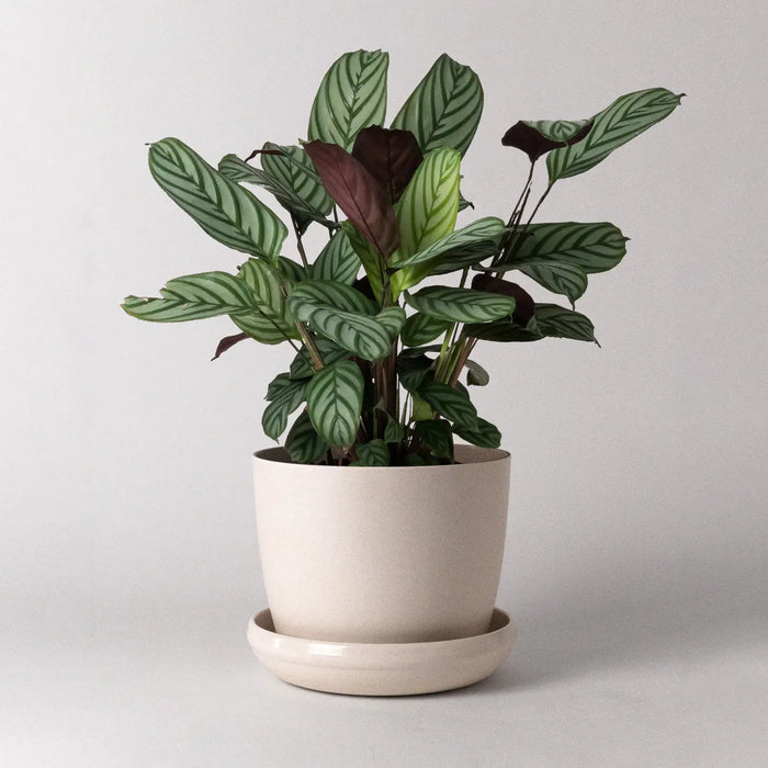 7" Harmony Planter