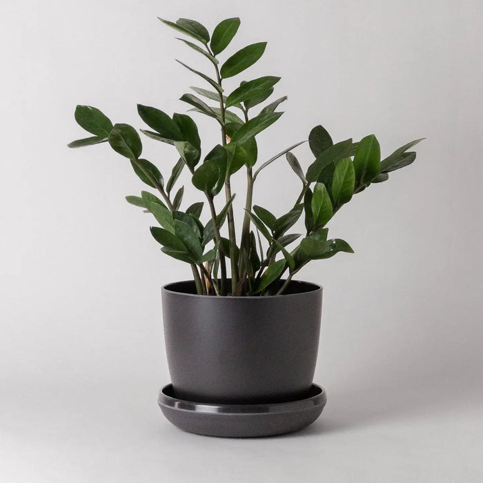 7" Harmony Planter