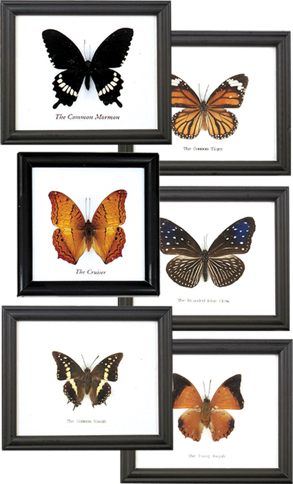 Single Framed Butterfly