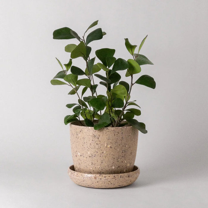7" Harmony Planter