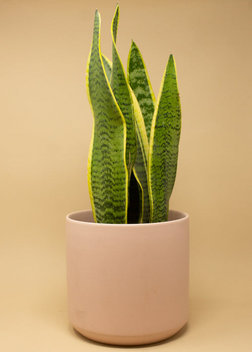 Kendall Pot Pink